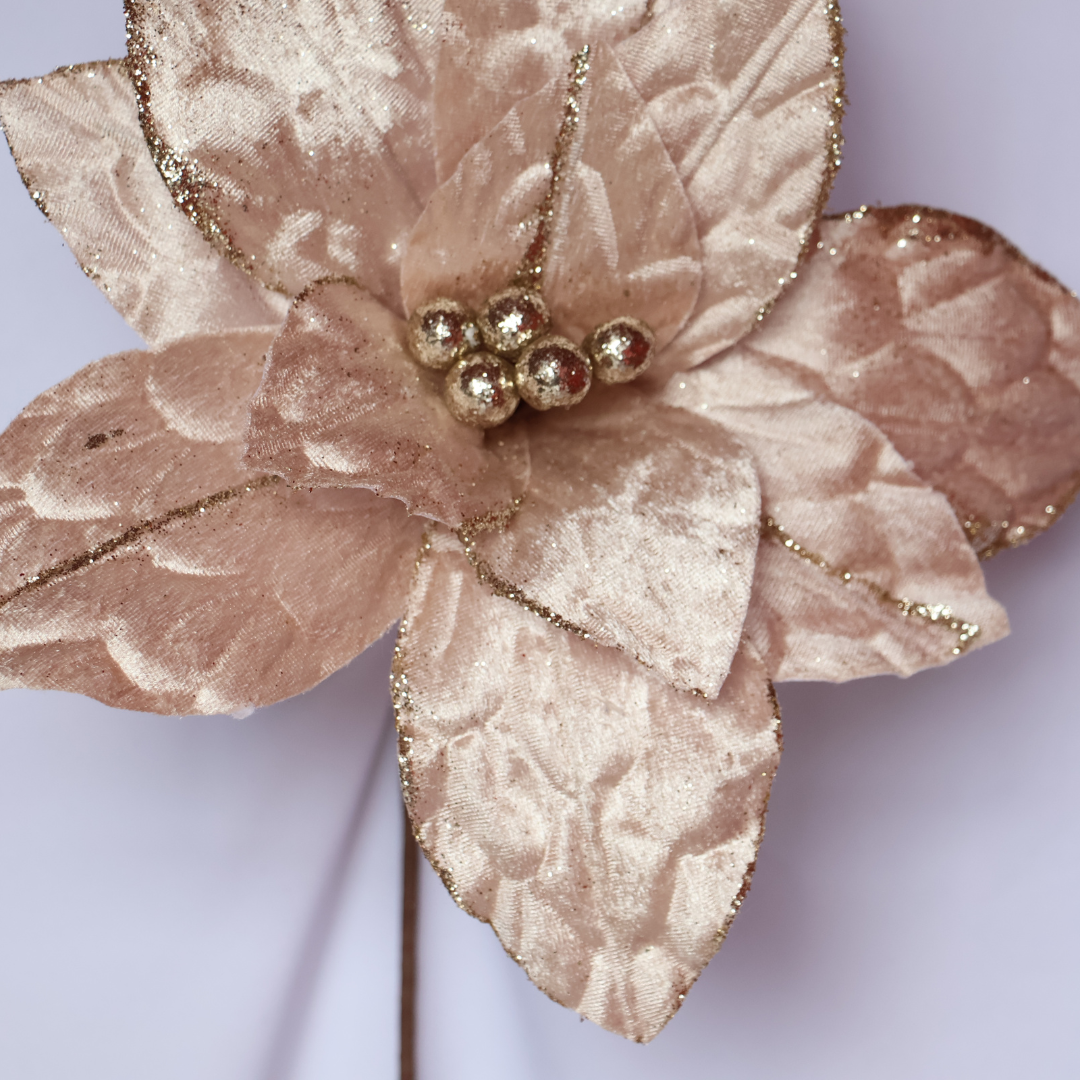 Poinsettia Champagne — 28 cm (12 pétalos) 2025-55