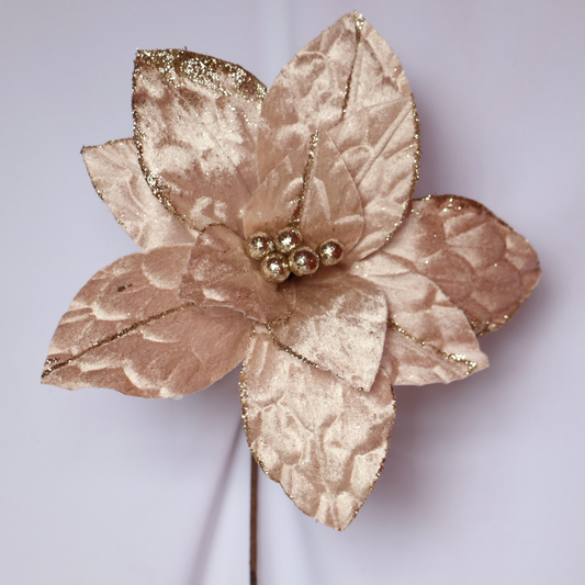 Poinsettia Champagne — 28 cm (12 pétalos) 2025-55